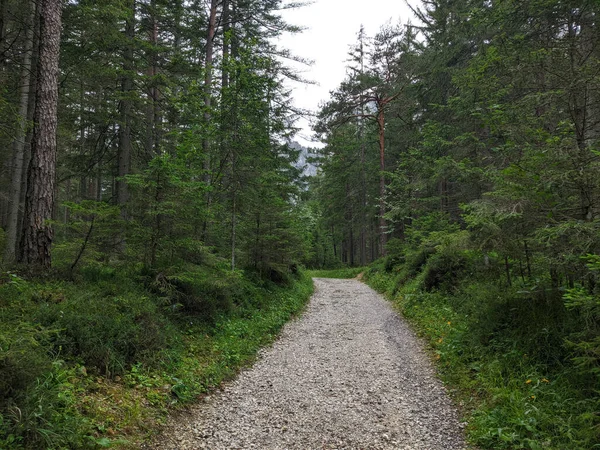 Die Sattgrünen Bäume Entlang Eines Waldweges — Stockfoto