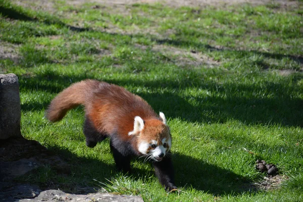 Bir Tarlada Yürüyen Küçük Kırmızı Bir Panda — Stok fotoğraf