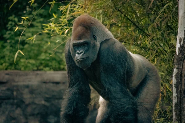 Ein Silberrücken Gorilla Tagsüber Zoo — Stockfoto