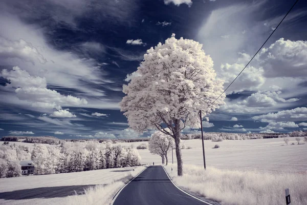 Uma Paisagem Com Árvores Nevadas Sob Céu Com Nuvens — Fotografia de Stock