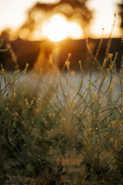 Tiro Vertical Flores Silvestres Campo Pôr Sol — Fotografia de Stock