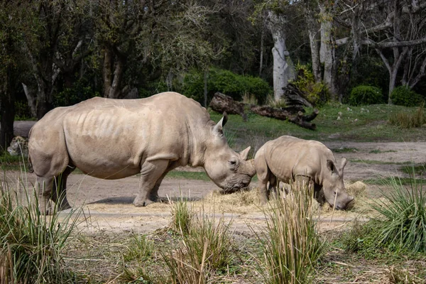 Baby Mother Rhinos — Stock Photo, Image