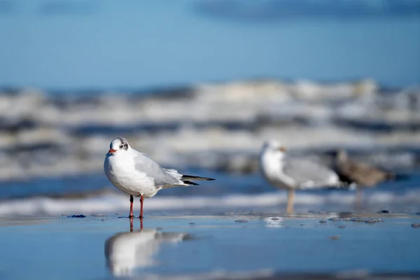 一只海鸥栖息在海滩上的特写镜头 — 图库照片