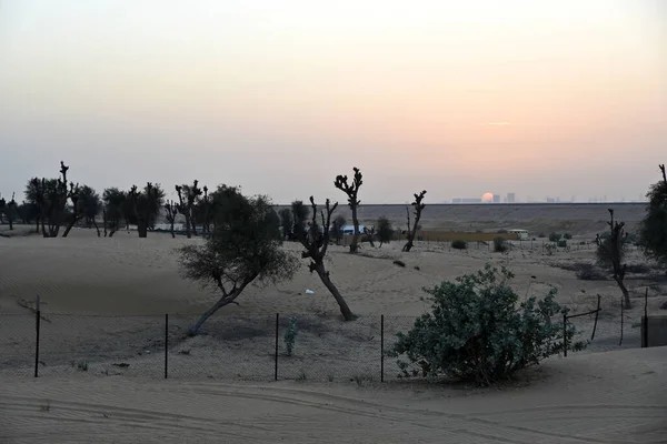 Sunset Awir Desert Trees Sand Dunes Dubai United Arab Emirates — Stock Photo, Image