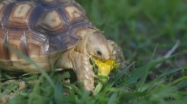 Çiçek yiyen sevimli bir kaplumbağa.