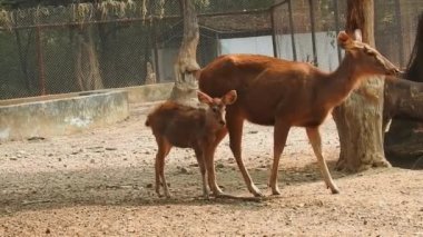 Güneşli bir günde hayvanat bahçesinde güzel bir geyik manzarası