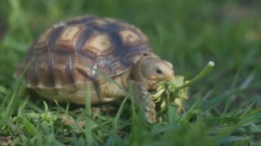 Çiçek yiyen sevimli bir kaplumbağa.