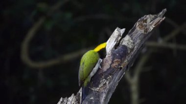 Daha az sarı bir maymunun (Picus klorolophus) ağaç dalını gagalaması.