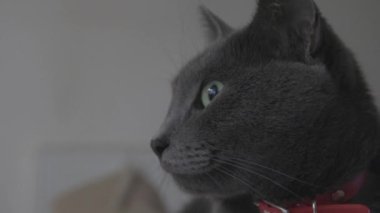 Şirin gri bir kedinin yakın çekimi.