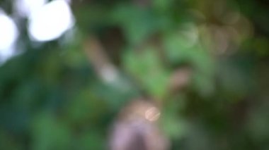 Ağaçtaki iki altın yüzüğün seçici odağı.