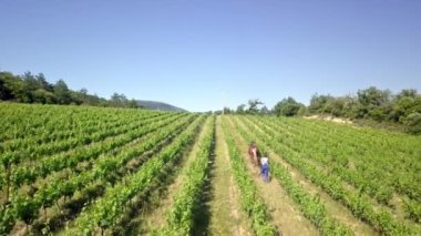 Çalışan bir atın makinesiz üzüm bağını çekmesi, Fransa 'da şarabın bioprodüksiyonu.