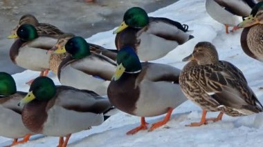 Vantaa, Finlandiya 'da Keravanjoki nehrinin kenarındaki ördekler.