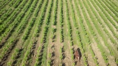 Çalışan bir atın makinesiz üzüm bağını çekmesi, Fransa 'da şarabın bioprodüksiyonu.