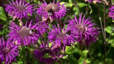 Purpurroter Scheinsonnenhut Echinacea purpurea mit Hummeln in Zeitlupe, Detail, Sommer 2018