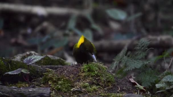 Een Close Van Een Grotere Geelaap Chrysophlegma Flavinucha Zoek Naar — Stockvideo