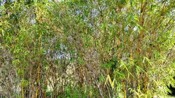 Filmato Alberi Bambù Una Zona Rurale Con Tempo Soleggiato — Video Stock