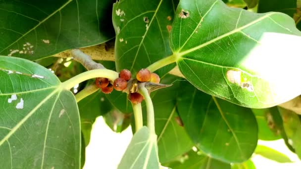Ένα Βίντεο Από Ένα Δέντρο Banyan Πράσινα Φύλλα Και Φρούτα — Αρχείο Βίντεο