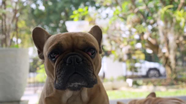 Close Cute Sad Pug Dog Outdoors Blurry Background — Stock Video
