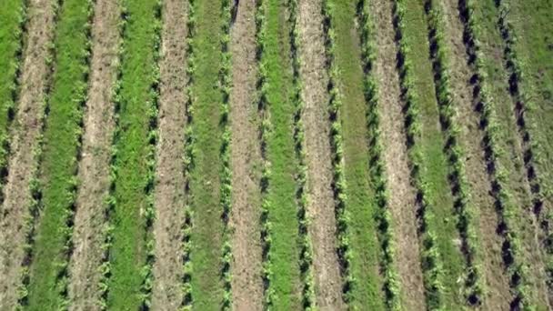 Vue Aérienne Vignoble Labouré Sans Machines Bioproduction Vin France — Video