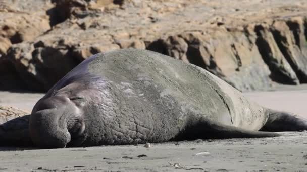 Uma Foca Elefante Descansando Praia Drakes Point Reyes National Seashore — Vídeo de Stock