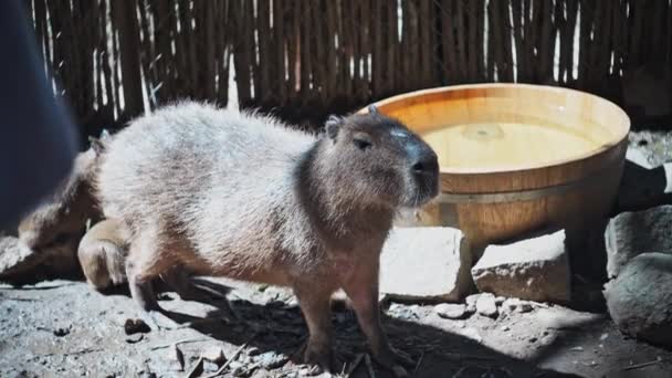 Primer Plano Lindo Capibara Con Cachorros Zoológico — Vídeos de Stock