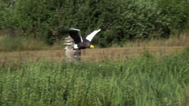 Riesenseeadler Haliaeetus Pelagicus Fliegt Slomotion — Stock video