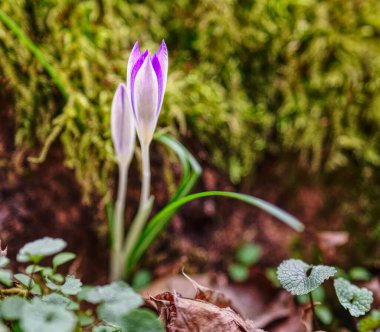 Canlı bahar çiçekleri zemini kaplıyor, güneşli bir günde renkli bir görüntü yaratıyor..