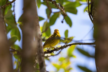 Saffron ispinoz kuşu güneşli bir günde ağaç dalına tünedi.