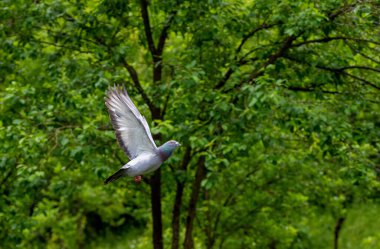 Arka planda ağaçlarla uçan güvercinin yakın plan çekimi.