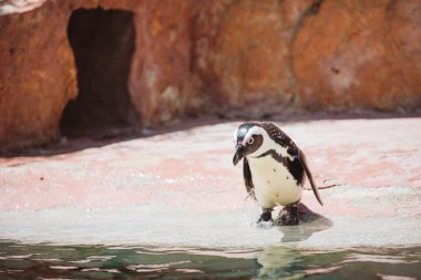 Penguen su kenarında duruyor.