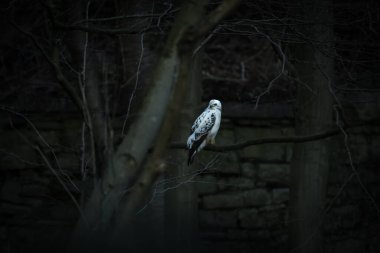 Ağaç dalına tünemiş bir beyaz şahin (Pseudastur albicollis)