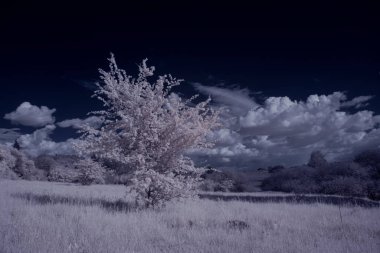 Gökyüzünün altındaki karlı ağaçlarla dolu bir manzara.