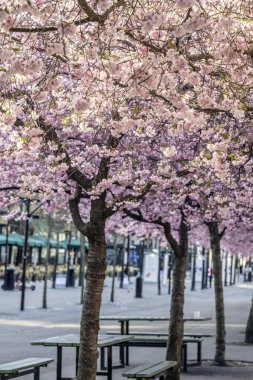 Çiçek açan kiraz ağaçları sokak boyunca.