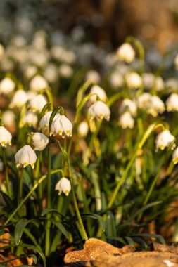 Yeşil çimenlerde açan beyaz çiçekler