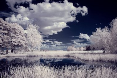 Gökyüzünün altındaki karlı ağaçlarla dolu bir manzara.