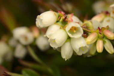 Bitkinin üzerinde açan narin beyaz çiçekler.