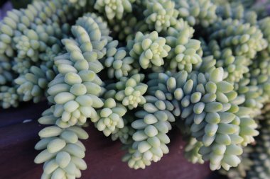 Ahşap bir duvarda sulu bitkilerin yakın plan çekimi.