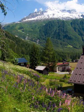 Scenic view of mountains and flowers