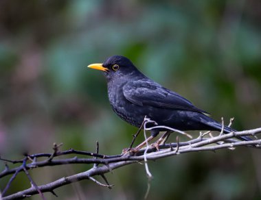 Güzel karatavuğun yakın görüntüsü.