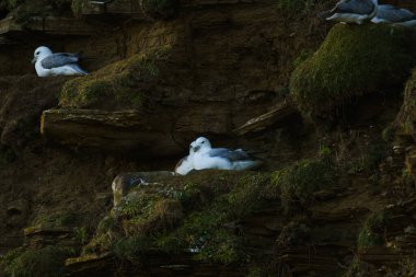 A closeup of two Fulmars on a mossy ground