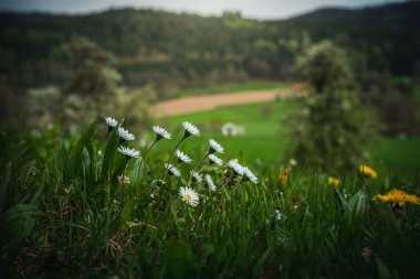 Baharda bir çayırda büyüyen papatyaların yakın çekimi.