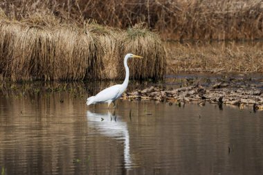 Gölde duran büyük bir balıkçıl için yakın çekim.