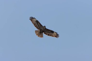 Uçan bir akbabanın güzel bir görüntüsü.