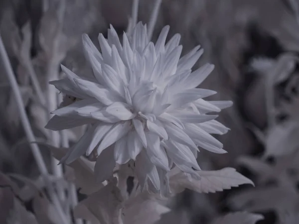 Eine Graustufen Makroaufnahme Einer Chrysanthemenblüte Vor Dem Verschwommenen Hintergrund — Stockfoto