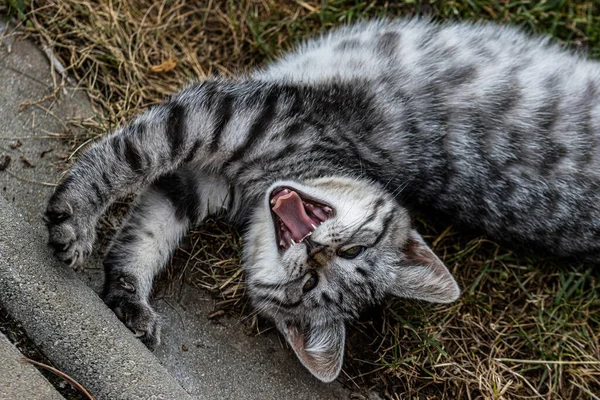 Una Vista Dall Alto Adorabile Gattino Grigio Striato Sbadigliante — Foto Stock