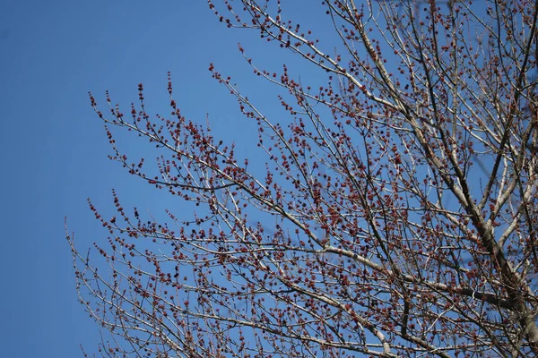 Paysage Naturel Arbres Dans Parc — Photo