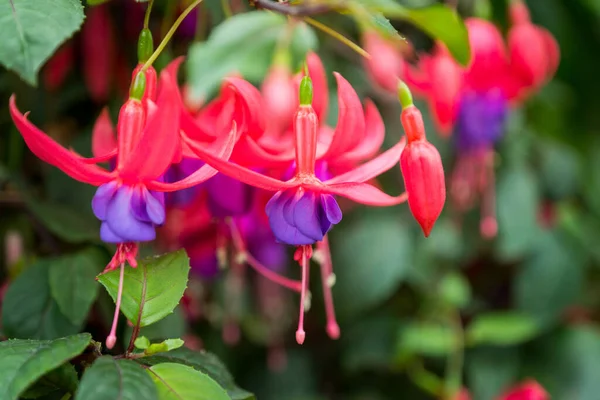 Close Fuchsia Crescido Jardim Primavera — Fotografia de Stock