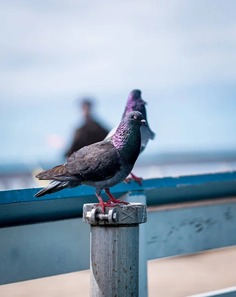 Eine Vertikale Aufnahme Einer Taube Die Auf Der Stange Steht — Stockfoto