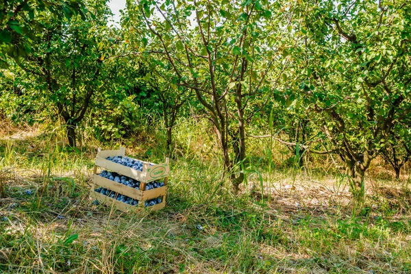 Die Gestapelten Holzkisten Mit Geernteten Reifen Pflaumenfrüchten Auf Einem Gras — Stockfoto