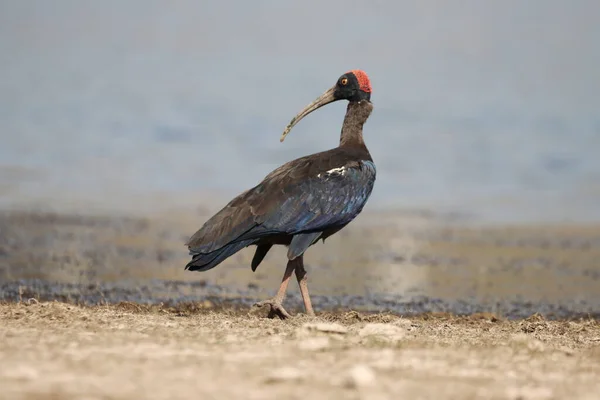 Ένα Γυαλιστερό Πουλί Ibis Σκαρφαλωμένο Μια Λίμνη Στην Ακτή — Φωτογραφία Αρχείου